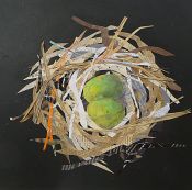 Swainsen's Thrush Nest
